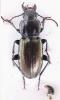 Pterostichus xatartii